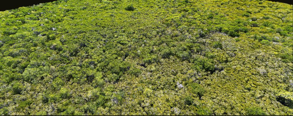 RMIT mangrove 3D canopy model